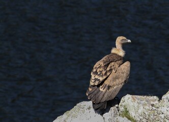 Eurassian griffon vulture resting on a rock in the national park of Monfrague.