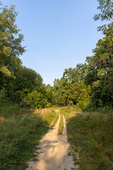 Obraz premium a narrow path in the park in the morning