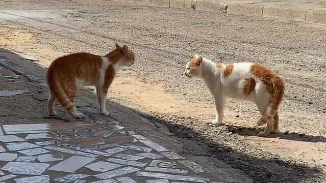 A quarrel between two cats