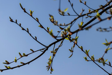 the branches of the bird cherry tree in the spring season