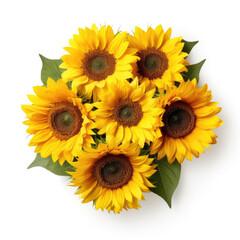 Fresh sunflower isolated on a white background.