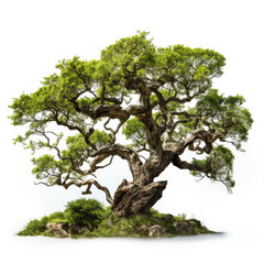 An old tree isolated on a white background