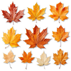 Fototapeta premium Maple leaf isolated on a white background