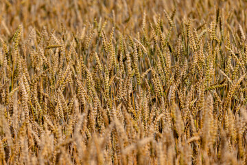 monoculture golden mature wheat in the field