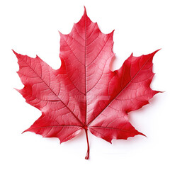 Maple leaf isolated on a white background