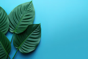 Fototapeta na wymiar Green tropical leaf on a blue background with copy space