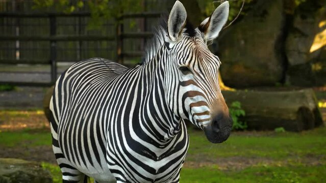 Сlose-up view of a zebra in a biopark. Animal behavior
