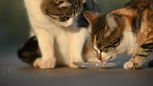Two hungry cats drinking milk from same plate. One hits another with the paw. Gray cat was drinking and take a pause, immediately red cat came and started drinking