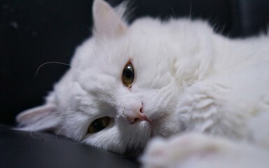 a white cat with big eyes..