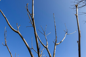 walnut tree branches in the spring season