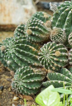 cactus in a garden in the desert..