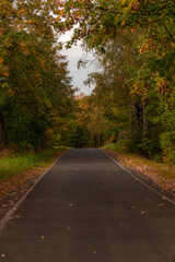 Obraz premium tree, forest, nature, autumn, travel, woods, foliage, road, trees, leaf, fall, countryside, green, country