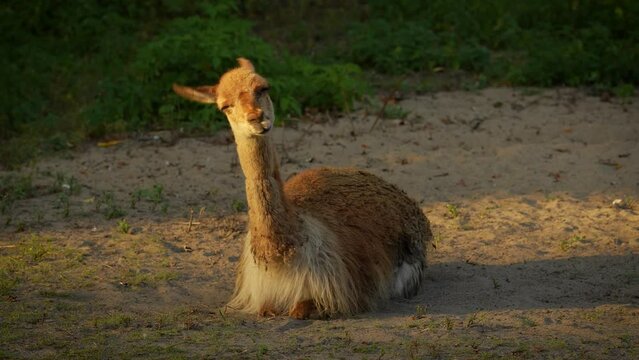 Close-up view of Vicuna (Lama vicugna) or vicuna resting in the sun. Animal behavior