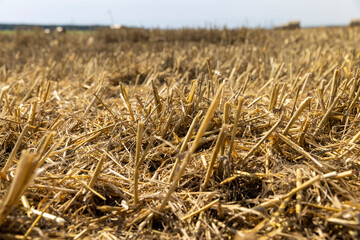 wheat golden and sharp stubble after harvesting