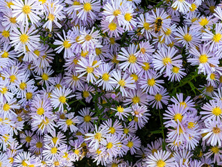 Tatarian asters light purple flowers, Aster tataricus