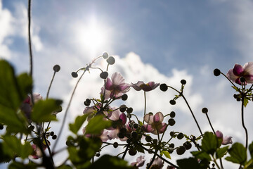 beautiful flowers in sunny weather to decorate the yard
