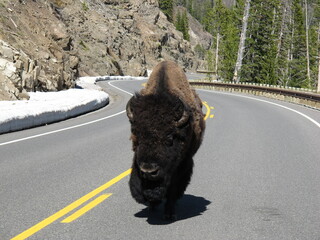 Bison in a road in the mountains, yellowstone national park, usa
