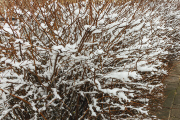 Winter hedge covered with snow close up