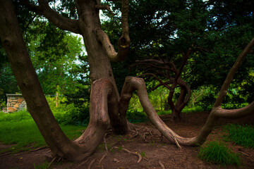 tree like elephant in the forest