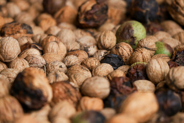 Heap of unprocessed wallnuts in shell from low angle. Dirty wallnuts collected from a tree. Dimishing perspective.