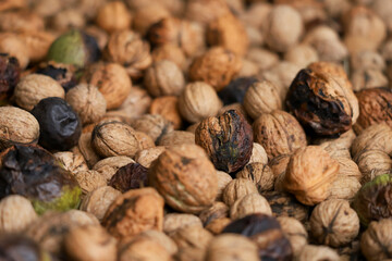 Heap of unprocessed wallnuts in shell from low angle. Dirty wallnuts collected from a tree. Dimishing perspective.