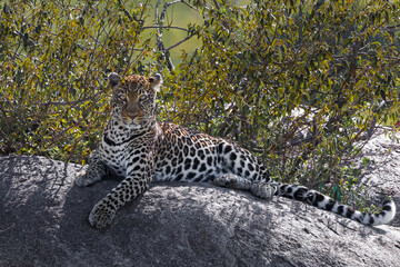 Leopard staring at photographers, in Serengeti National Park 