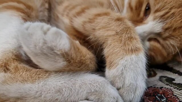 Sleepy orange kitten takes a nap indoors on the sofa. Little ginger cat wakes up from a tight sleeping in a cute position, covering muzzle with her paws
