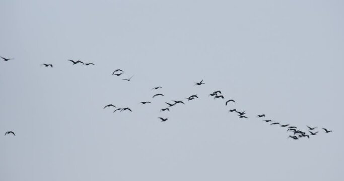 The great cormorant in flight