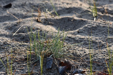 grass on the sand