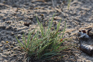 dew on plant 