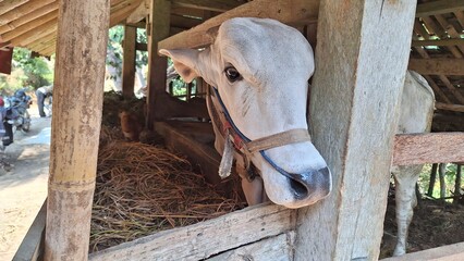 photo of a cow with its head out of the cage