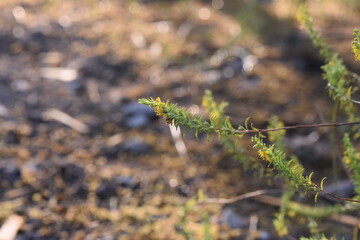 green moss on the ground