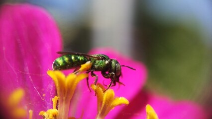 GREEN ORCHID BEE / EUGLOSSA DILEMMA TAKE A POLLEN IN NATURE