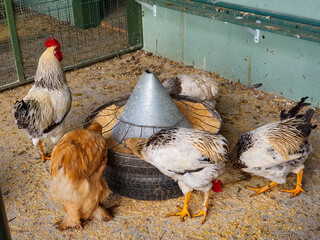 Breeding poultry. Chicken eating compound feed from special feeders. Food production industry. Close-up