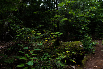 Fototapeta premium Tree in the Forest