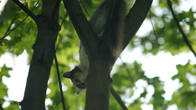 cat sitting on branch . fluffy cat climbing tree 