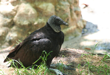 American Black Vulture searching for food in dirt in Homosassa Springs, Florida
