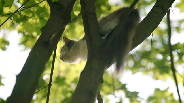 fluffy cat climbing tree . cat sitting on branch	