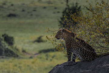 Leopard - staring at his prey and preparing for the catch. Serengeti National Park 