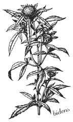 bur-marigold, series, bidens, bidens radiata, medicinal plant, medicinal herbs, black and white design, череда