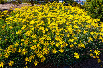 Description
Large Tickberry shrub with hundreds of pretty yellow blowers at Still Bay in Western Cape, South Africa