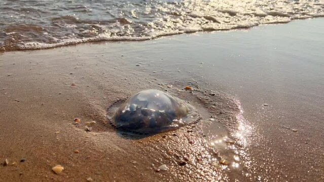 Jellyfish on the shore of the beach. JellyA sea jellyfish was thrown ashore by the waves. Dangerous and poisonous jellyfish. Jellyfish on the shore of the beach. Jellyfish stingfish sting