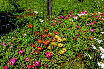 Description
Brightly colored purple, red and yellow vygie (ice plant) spring wildflowers growing near Riversdale in the Western Cape, South Africa