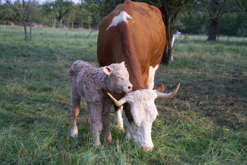 Newborn calf with red umbilical cord stands on wobbly legs next to its mother