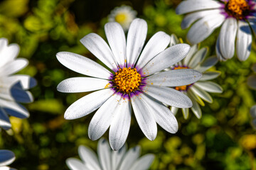 Description
Brilliant white daisy wildflower with purple and yellow center growing in spring near Riversdale in the Western Cape, South Africa