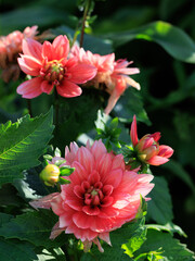 Pink and white dahlia