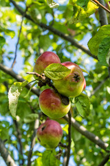 Ripening apples on an apple tree in the garden.