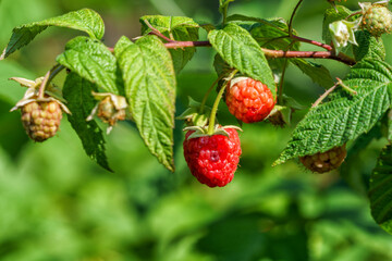 Raspberry on a bush in the garden of a country house in countryside.