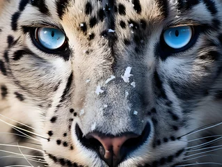A striking close-up of a snow leopard's piercing blue eyes. Beautiful macro photo © dreamdes