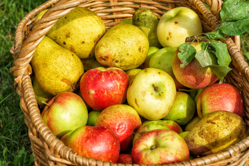 Fresh apples in a basket, in a summer garden, in the countryside